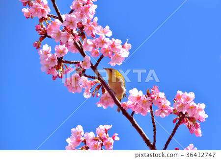 Whitetail sucking honey of Kawazu cherry blossoms in full bloom Whitetail sucking honey of Kawazu cherry blossoms in full bloom 36412747