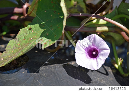 甘藷花 照片素材 圖片 圖庫