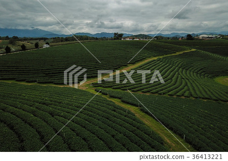 Tea crop farm arrangement in bird eye view Tea crop farm arrangement in bird eye view 36413221