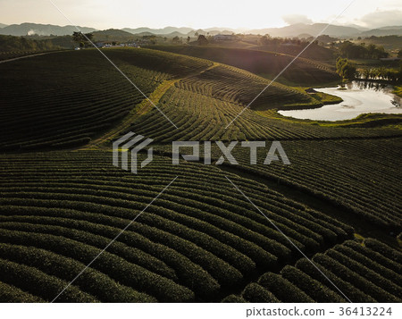 Tea crop farm arrangement in bird eye view Tea crop farm arrangement in bird eye view 36413224