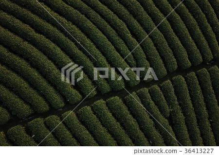 Tea crop farm arrangement in bird eye view 36413227