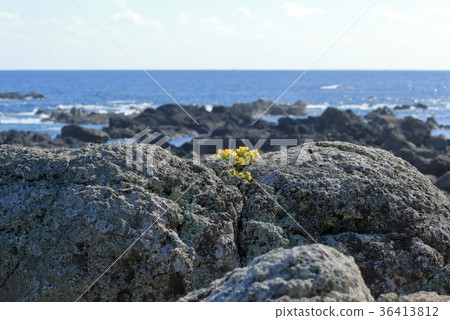 Azetuna that grows in the rocky area 36413812