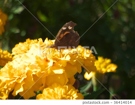 與萬壽菊的若蟲蝴蝶 36414014