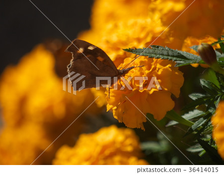 Nymph butterfly with marigolds Nymph butterfly with marigolds 36414015