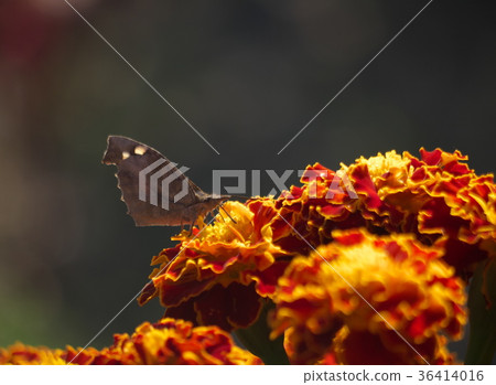 Nymph butterfly with marigolds 36414016
