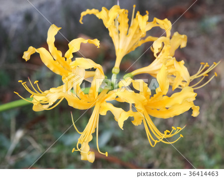 Licorice · Aurea 36414463