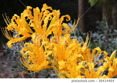 甘草·Aurea 36414464