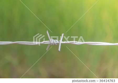 Barbed wire in the forest to protect nature. 36414763
