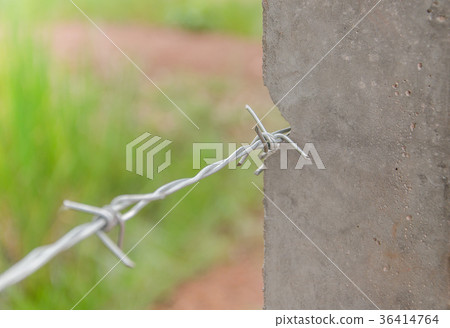 Barbed wire in the forest to protect nature. 36414764