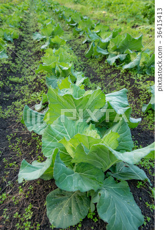 Cabbage, cabbage field, vegetables, vegetable field, green and yellow vegetables, countryside Cabbage, cabbage field, vegetables, vegetable field, green and yellow vegetables, countryside 36415413