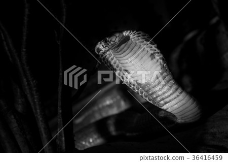 Poisonous snake Poisonous snake 36416459