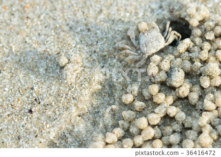 crab crab 36416472