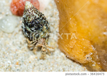 hermit crab hermit crab 36416473