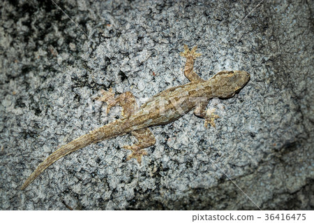 Lizards Lizards 36416475