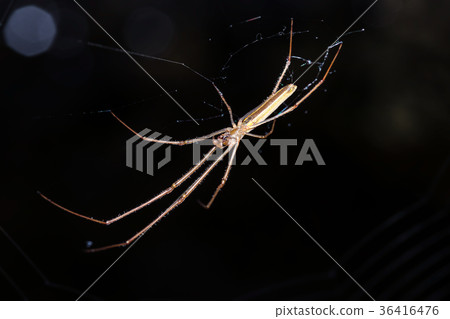 Spider 36416476