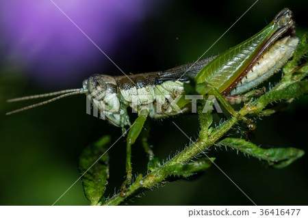 Grasshopper Grasshopper 36416477