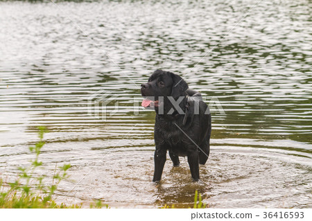 big black dog labrador 36416593