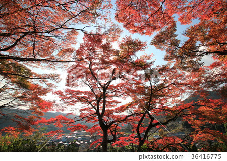 京都丹波高地準國家公園綾部市奧月橋 京都丹波高地準國家公園綾部市奧月橋 36416775