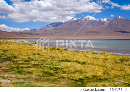 Pink flamingos in laguna, sud Lipez, Bolivia 36417244