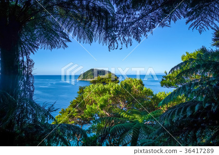 Track view in Abel Tasman Park, New Zealand Track view in Abel Tasman Park, New Zealand 36417289