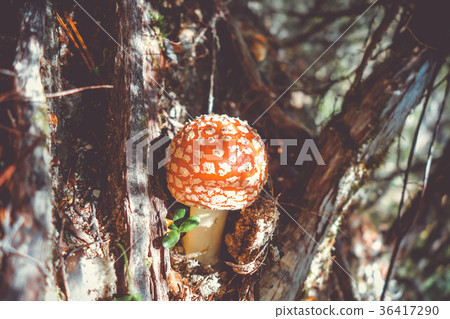 Amanita muscaria. fly agaric toadstool Amanita muscaria. fly agaric toadstool 36417290