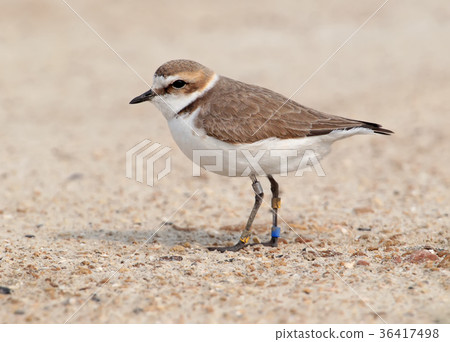 Kentish plover with rings Kentish plover with rings 36417498