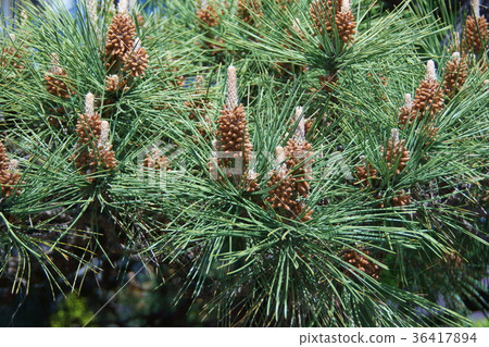 Black pine male flower and female flower flower language is "Ferocious Longevity" Black pine male flower and female flower flower language is "Ferocious Longevity" 36417894