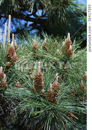 Black pine male flower and female flower flower language is "Ferocious Longevity" Black pine male flower and female flower flower language is "Ferocious Longevity" 36417895