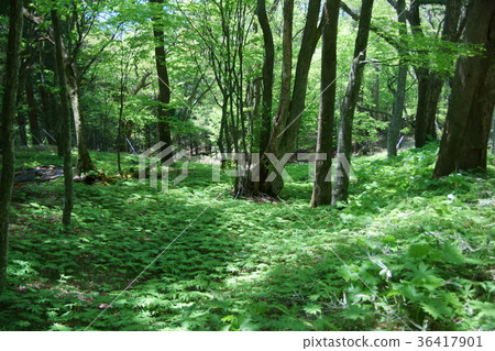 Tori Umbrella Forest Flower language is "transparent heart" 36417901