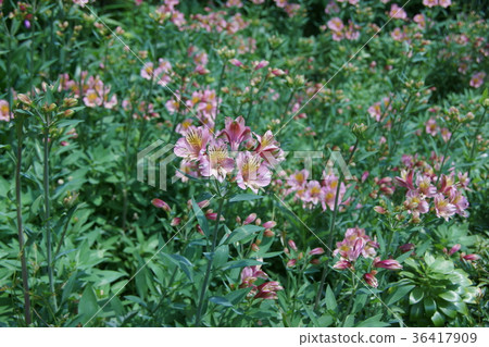 Lily Narcissus Alstroemeria Flower語言是“異國情調” 36417909