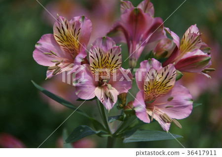 Lily Narcissus Alstroemeria Flower language is "exotic" 36417911