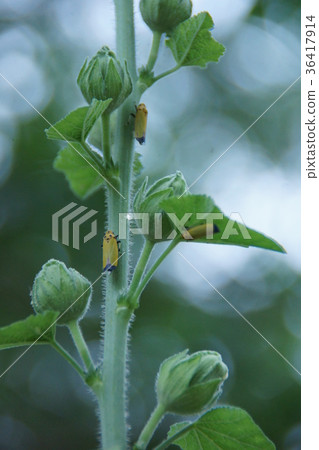 My name is Tsubasa Black Oyosho. 36417914