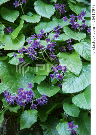 搖滾煙草鳶尾花煙花語言“酷” 36417972