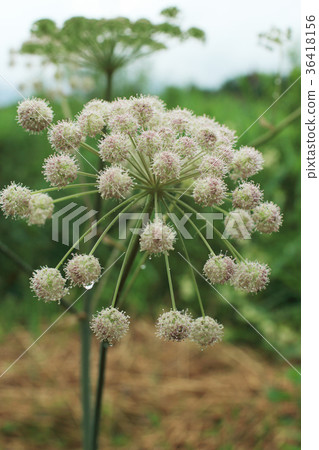 Hemlock Water Dropwort umbellate inflorescence Hemlock Water Dropwort umbellate inflorescence 36418156