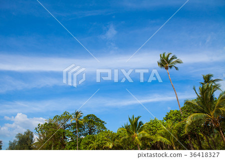 Tropical forest with palm tree on blue sky  36418327