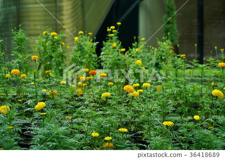 黃花,菊科萬壽菊(萬壽菊) 黃花,菊科萬壽菊(萬壽菊) 36418689