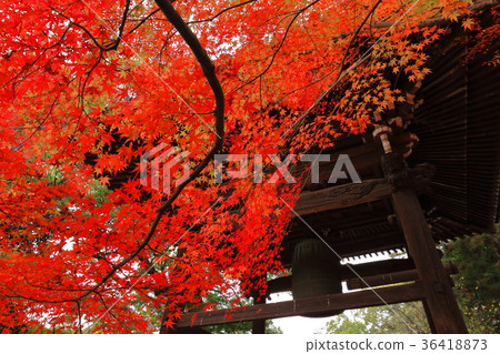 Todaiji Temple Autumn leaves Todaiji Temple Autumn leaves 36418873