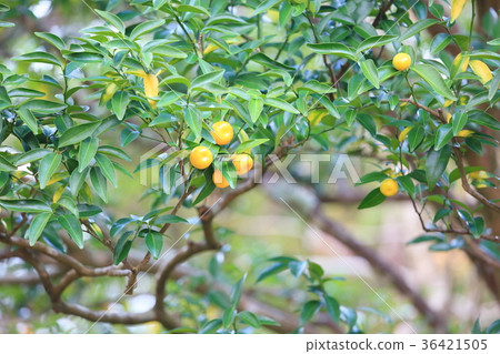 Fruit of Nippon Tachibana 36421505