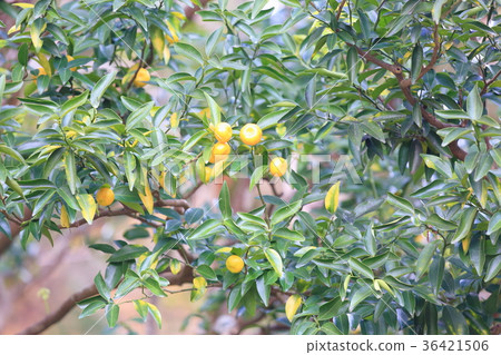 Fruit of Nippon Tachibana Fruit of Nippon Tachibana 36421506