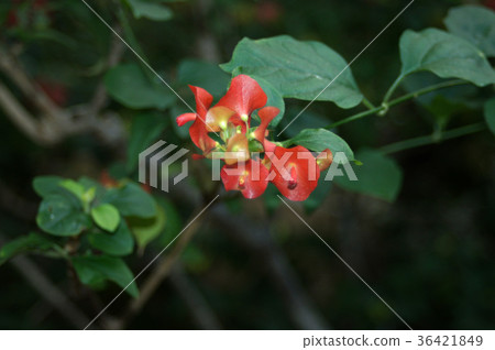 Chinese hut 36421849