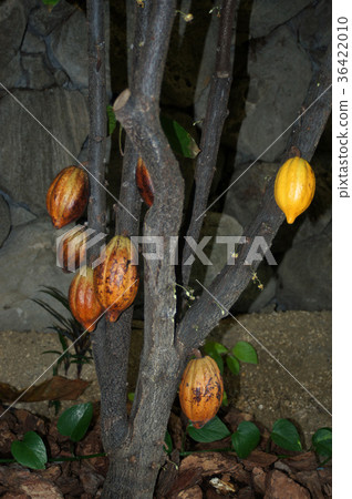 Cacaononoki Cacaononoki 36422010