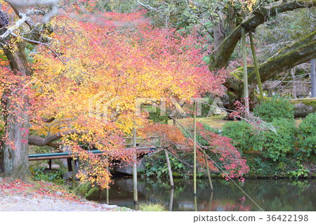 Coloring maple Coloring maple 36422198