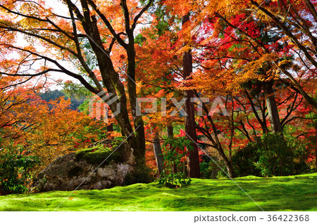 秋天的文庫花園 36422368