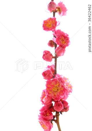 Double red flower red plum 36422462
