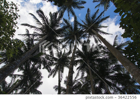 Ishigakijima的八重山棕櫚社區 36422556