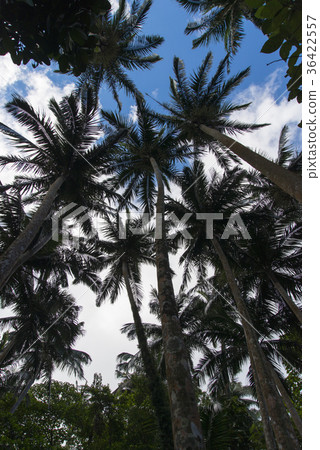Ishigakijima的八重山棕櫚社區 36422557