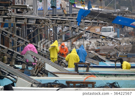 Oyster Scene from ship to conveyor belt conveyor Oyster Scene from ship to conveyor belt conveyor 36422567