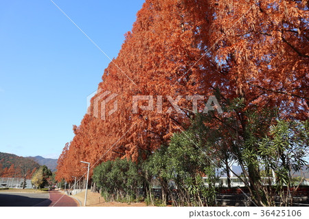 山口市Ishin百年紀念公園秋葉 山口市Ishin百年紀念公園秋葉 36425106