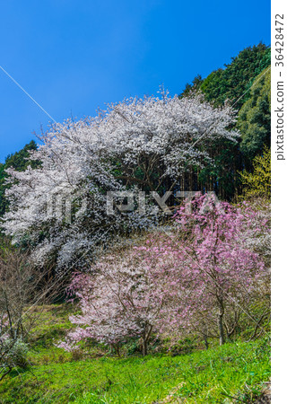 White and pink cherry blossoms 36428472