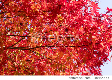 Beautiful autumnal scenery of Kaarashii Beautiful autumnal scenery of Kaarashii 36435433